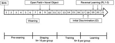 Personality traits affect learning performance in dwarf goats (Capra hircus)